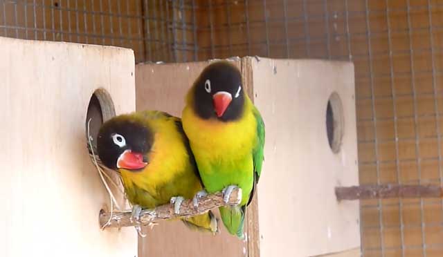 Парочка неразлучников перед входом в гнездо